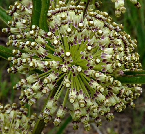 {Asclepias hirtella}
